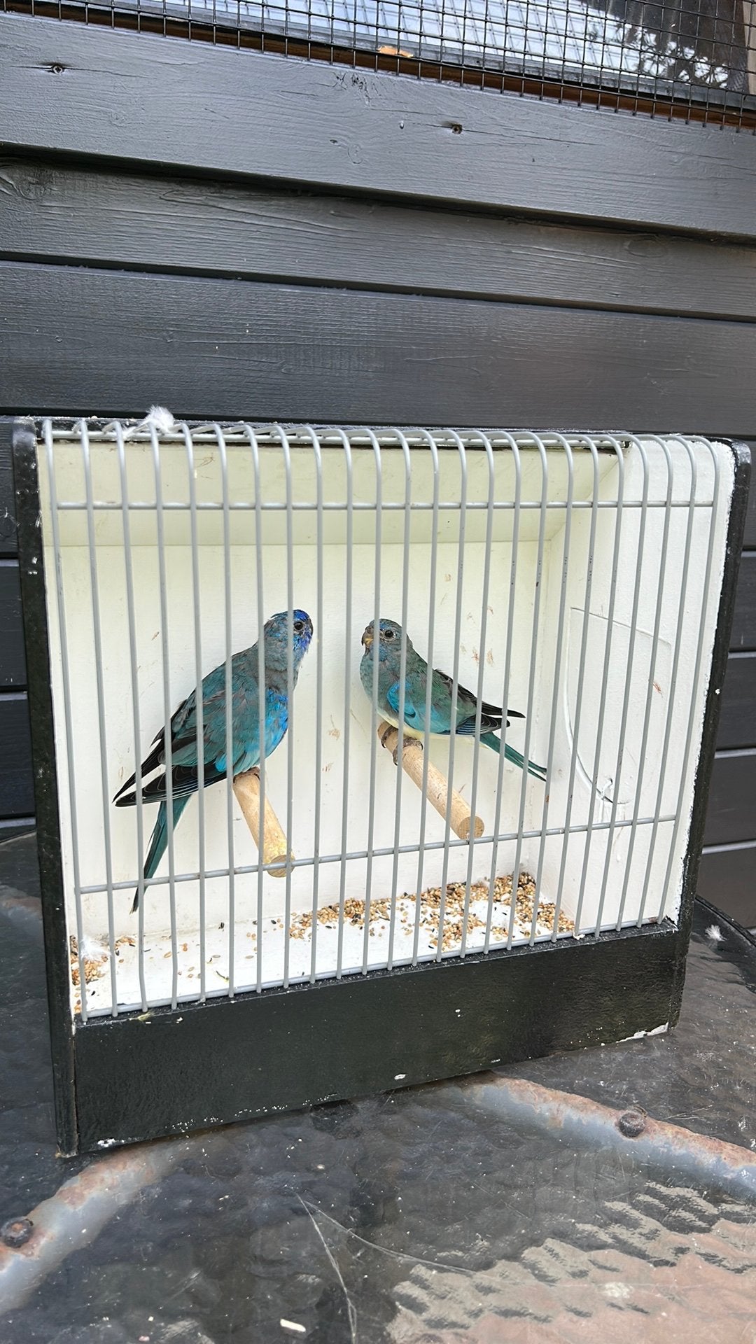 Koppel blauwe spendid parkieten, Meerdere dieren, Parkiet, Geringd
