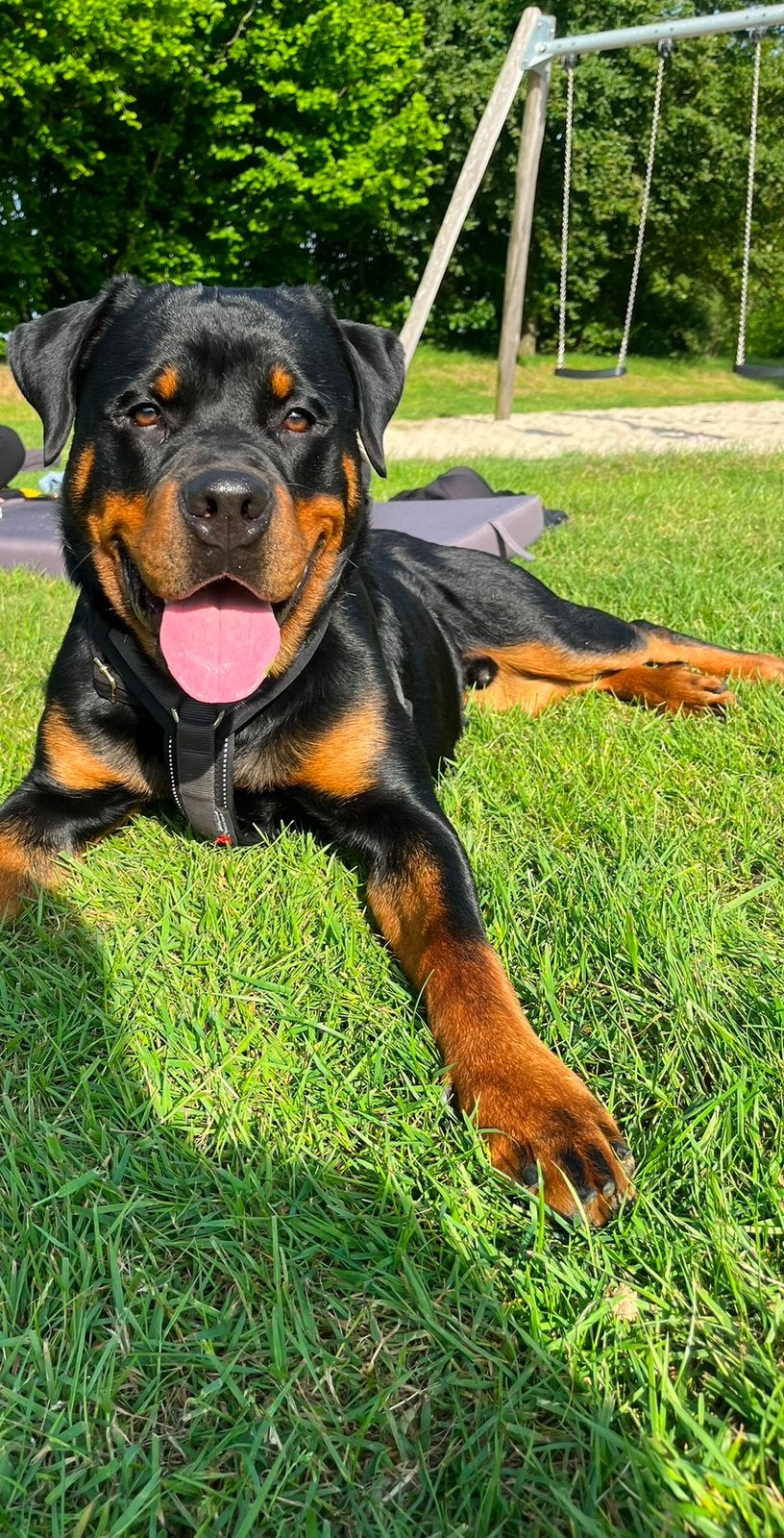 Rottweiler Reu, Dieren en Toebehoren, Reu, 1 tot 2 jaar, Eén hond, Nederland