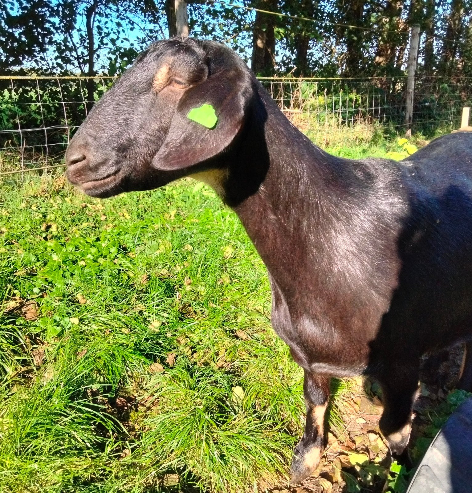 Lieve, rustige geit zoekt idem maatje, of mak schaap, Dieren en Toebehoren