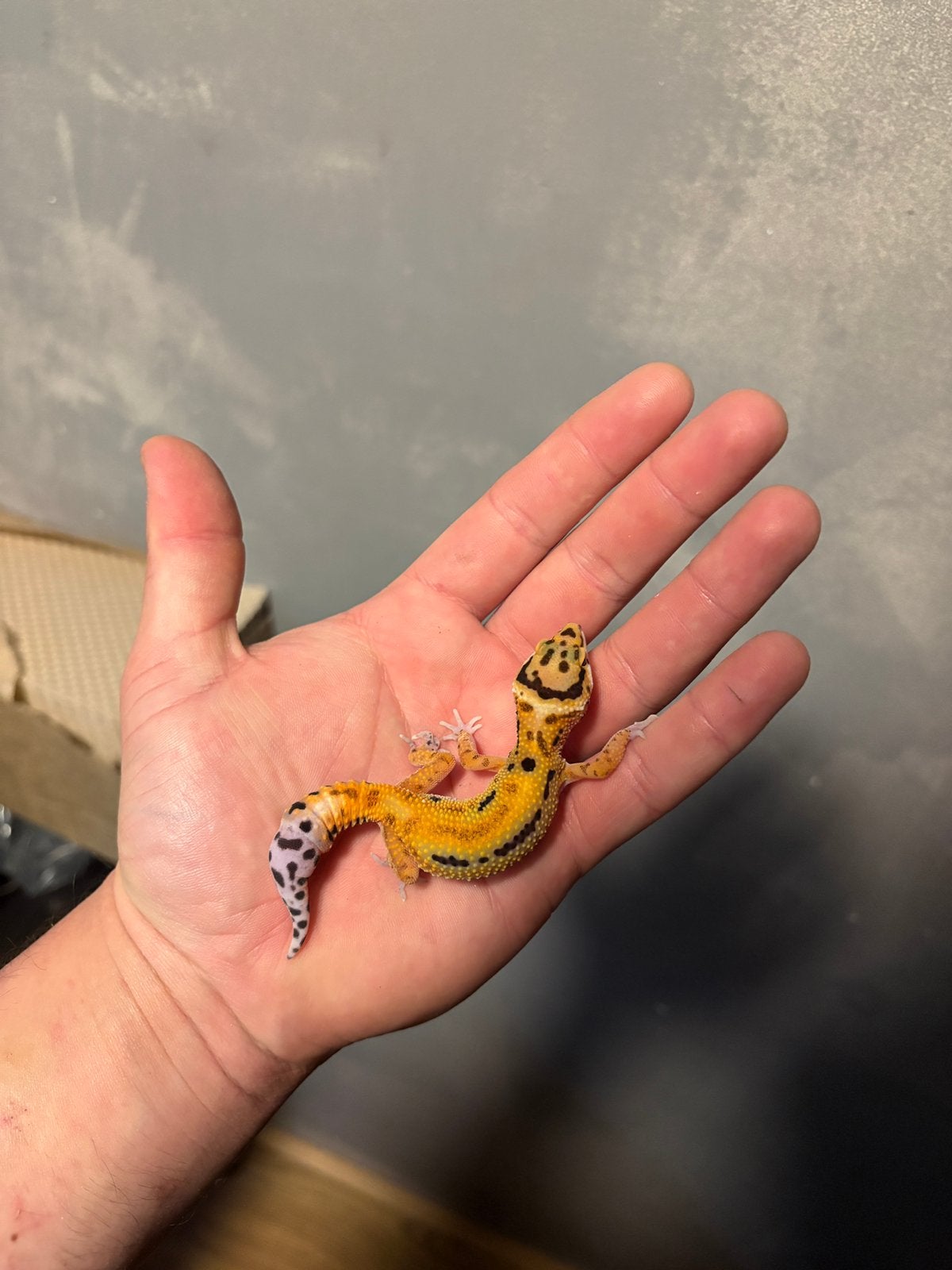 0.1 firebold cross luipaardgekko, Dieren en Toebehoren, Hagedis, Tam, 0 tot 2 jaar