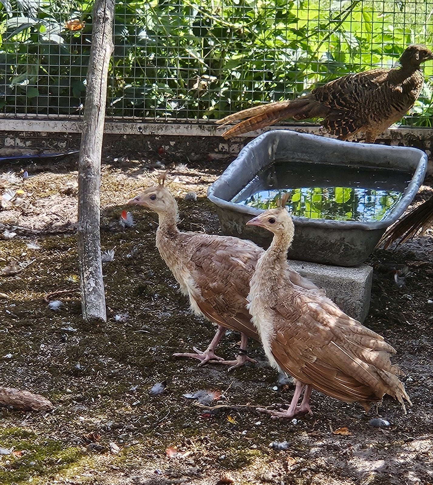 Violet pauw kuikens!, Dieren en Toebehoren, Pluimvee, Mannelijk, Kip