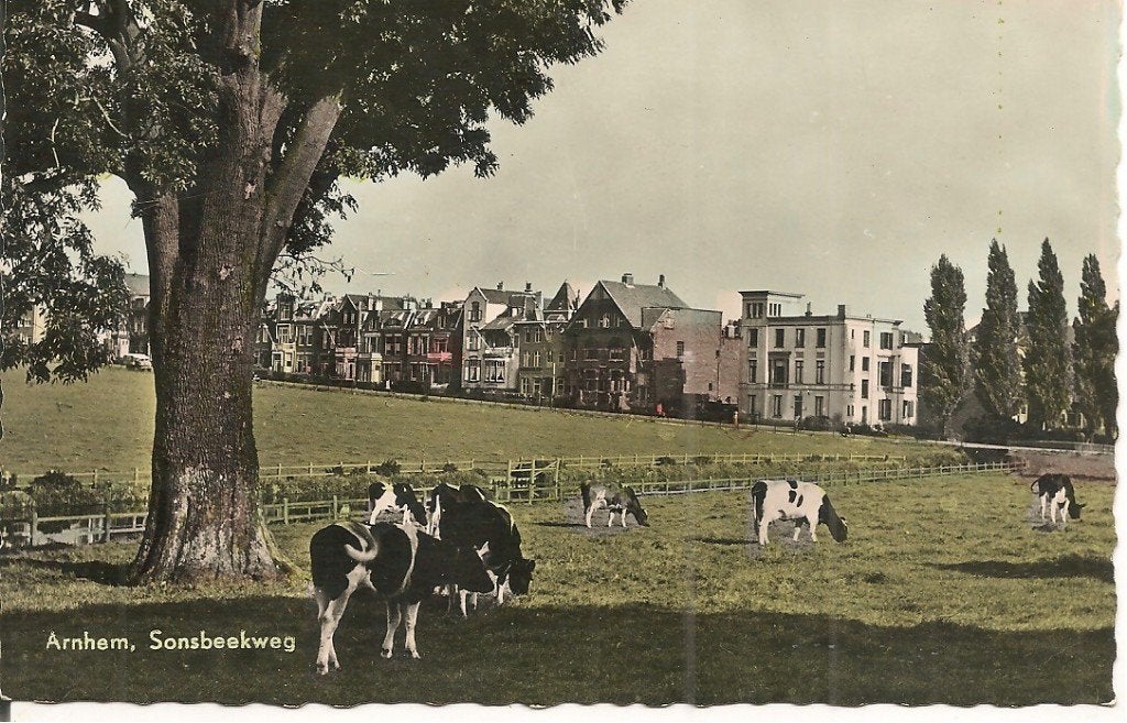 Oude ansichtkaart Arnhem, Sonsbeekweg met koeien, Ophalen of Verzenden, 1940 tot 1960, Gelopen, Gelderland