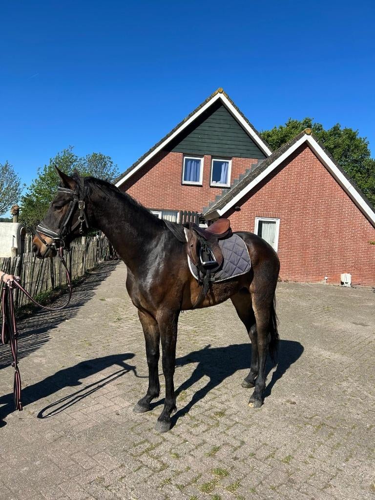 TE KOOP 3 JARIGE RUIN  THIS IS NAQUEEN X EBONY, Met stamboom, Ruin, Dressuurpaard, 3 tot 6 jaar