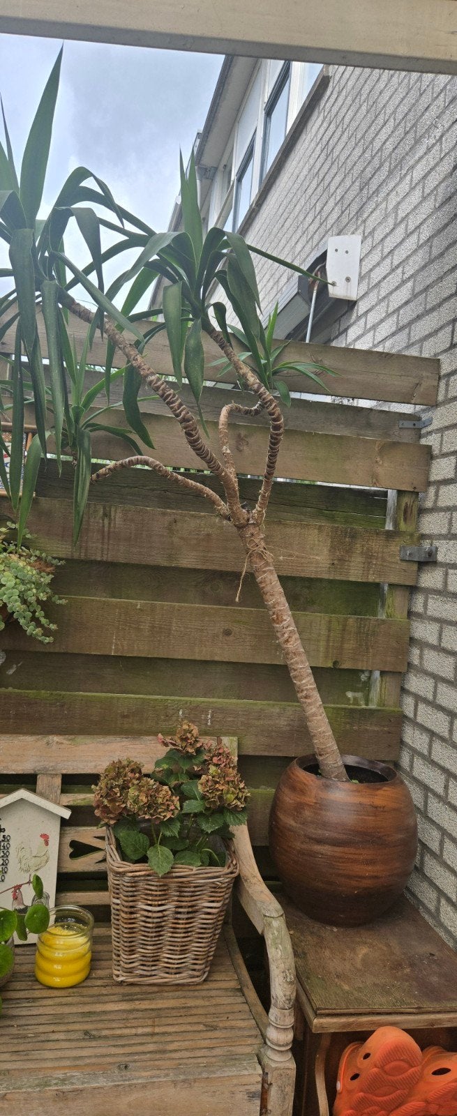 Grote Yucca plant met pot, Huis en Inrichting, Kamerplanten, Ophalen, In pot, Yucca, 150 tot 200 cm