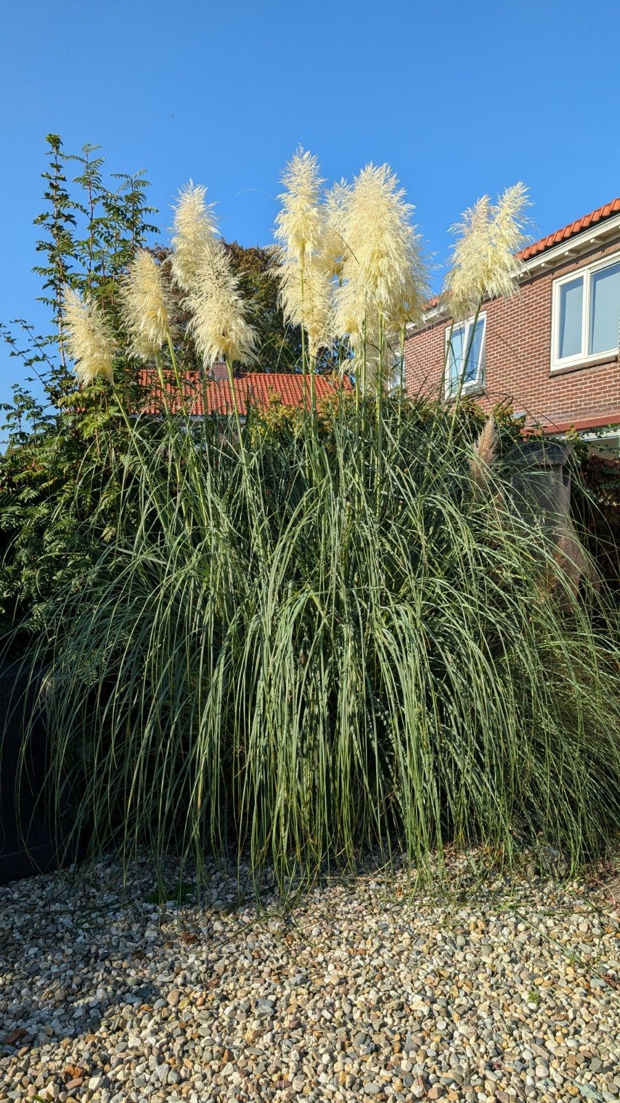 pampasgras / siergras met pluimen, Ophalen, Volle zon, Overige soorten