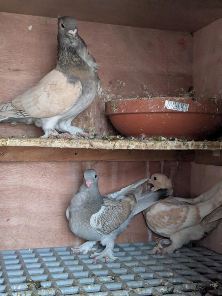 Oosterse meeuwen, Meerdere dieren, Overige soorten
