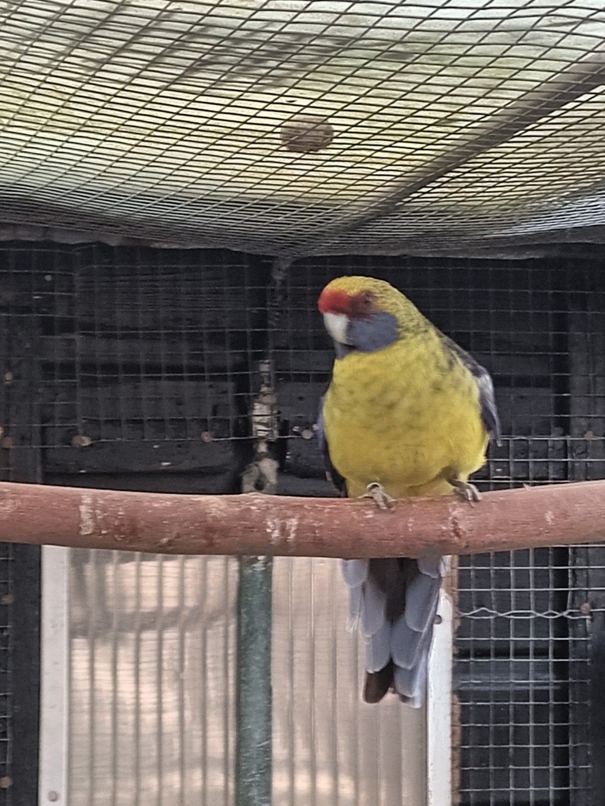 Geelbuik rosella man, Dieren en Toebehoren, Mannelijk, Parkiet