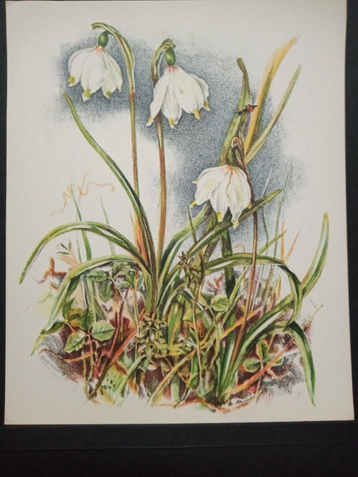 Botanische prent Lenteklokje verder in omschrijving getekend, Verzenden, Zo goed als nieuw, 1940 tot 1960, Prent