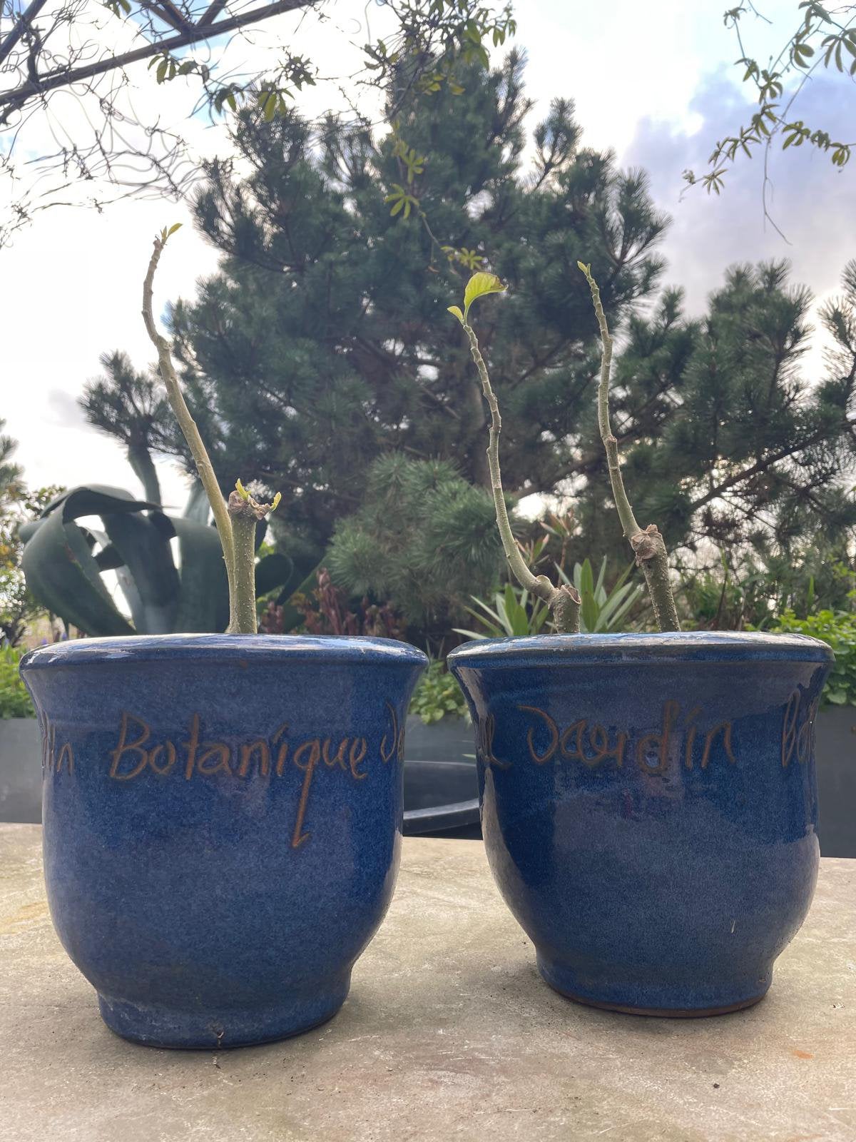 Blauwe geglazuurde terracotta bloempotten set van 2, Ophalen, Gebruikt, Rond, Binnen