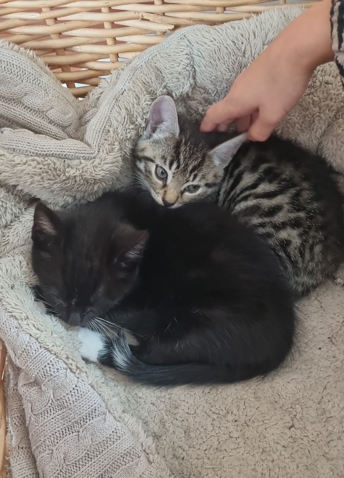 Prachtige lieve kittens/ katjes/ poesjes, Meerdere dieren, 0 tot 2 jaar