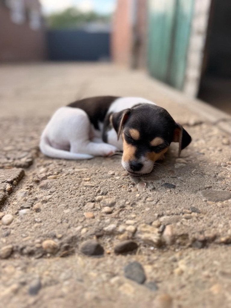 Driekleurige jack russel, Parvo, Jack Russell Terriër, 8 tot 15 weken, Meerdere