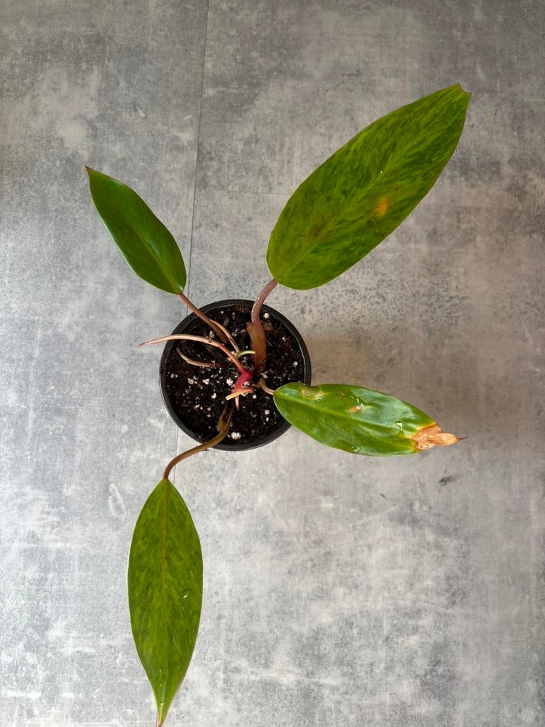 Philodendron Painted Lady plantje, Ophalen of Verzenden, Halfschaduw, Minder dan 100 cm
