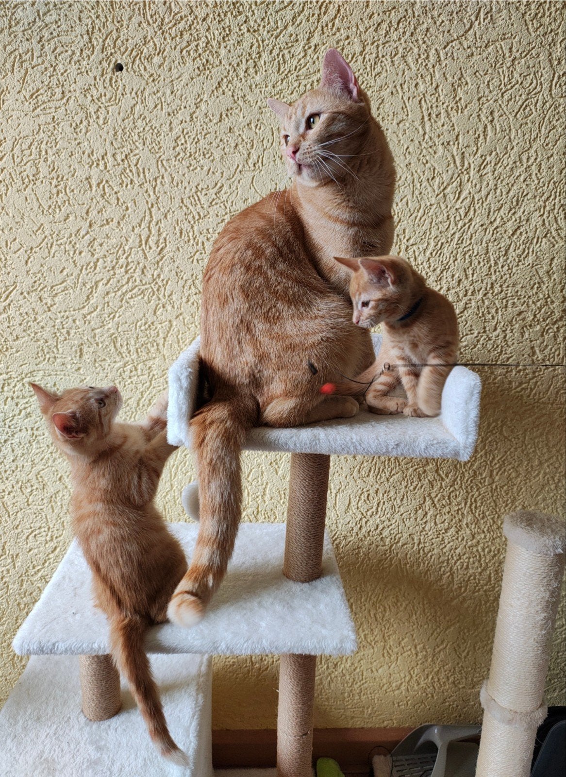 Unieke Kans: 5 Oranje Kittens (Abbesijn-Bengaal bloedlijn), Dieren en Toebehoren, Meerdere dieren, Kortharig, 0 tot 2 jaar