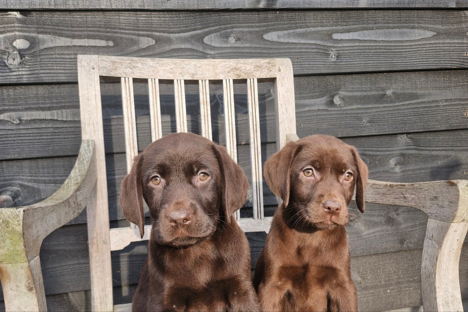 mooie labrador pups choco ( bruin ) pr, Dieren en Toebehoren, 8 tot 15 weken, Labrador retriever, CDV (hondenziekte), Meerdere