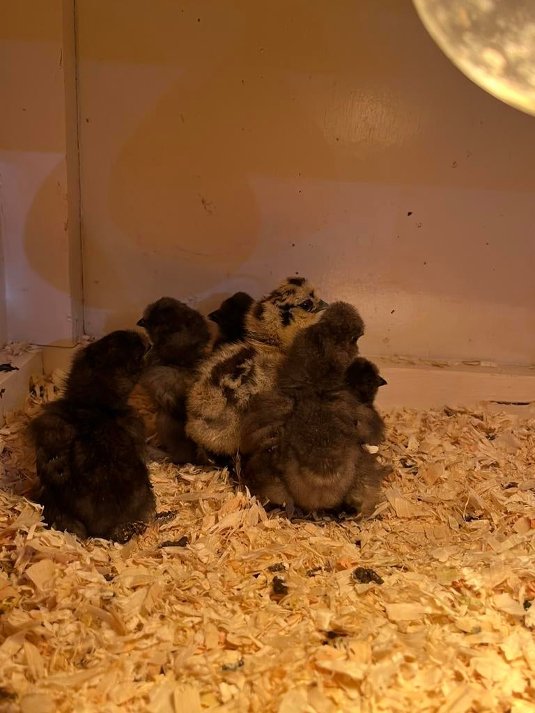 USA zijdehoen kuikentjes, Dieren en Toebehoren, Geslacht onbekend, Kip