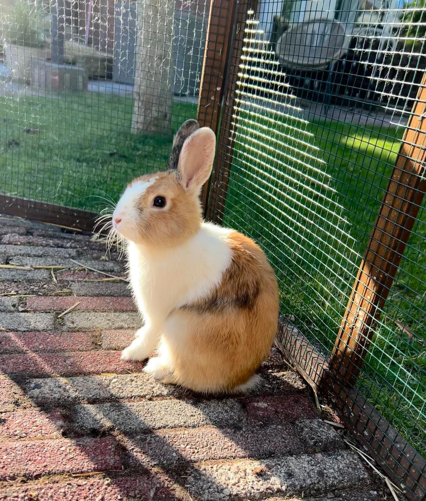 2 lieve konijntjes, gratis af te halen, Meerdere dieren