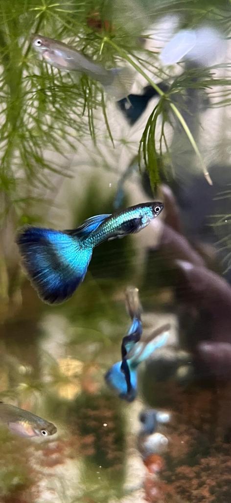 Guppies | Blue green moscow, Dieren en Toebehoren, Vis