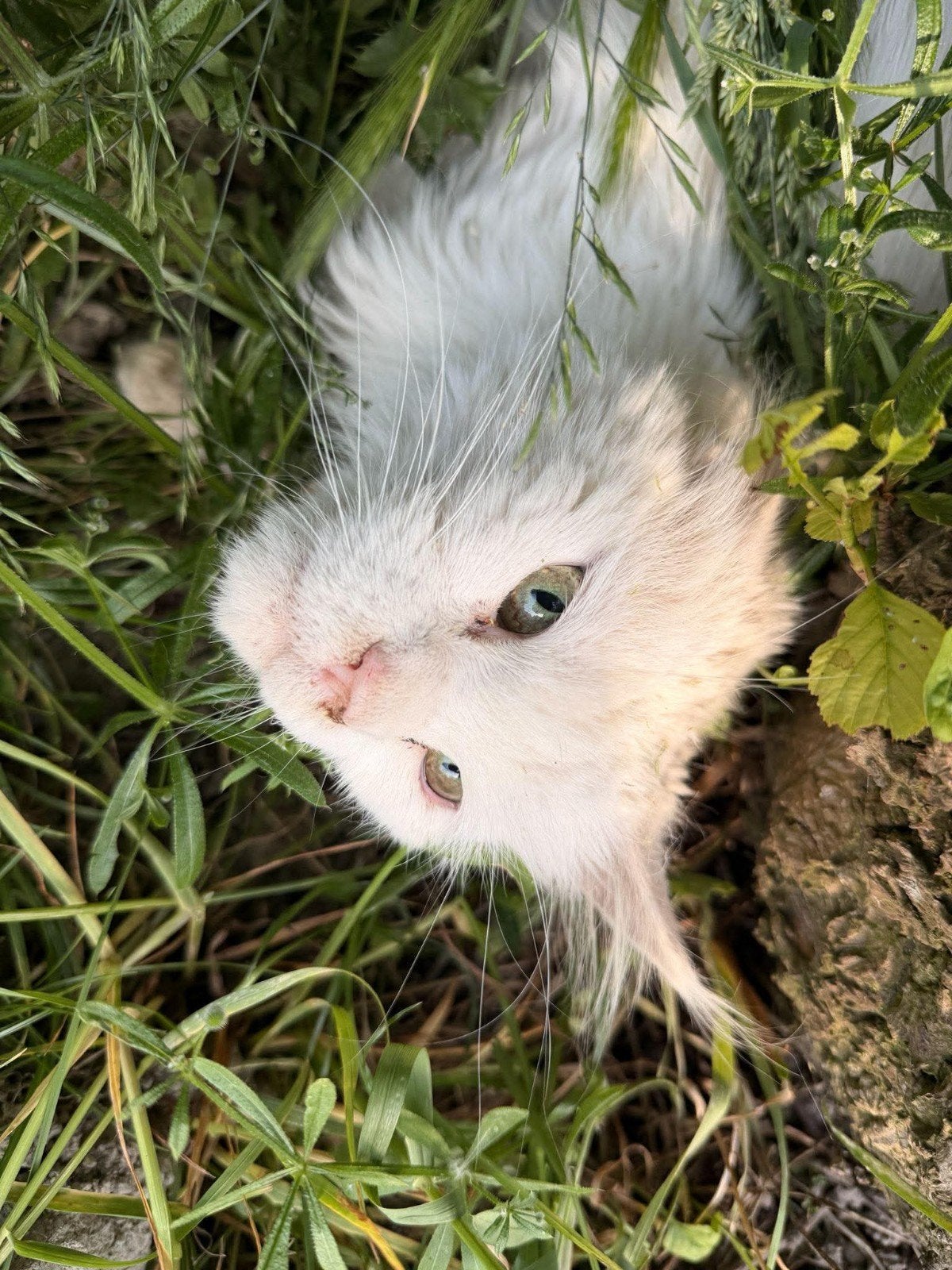 Mia zoekt een nieuwe liefdevolle huis., Poes, Gechipt, 3 tot 5 jaar