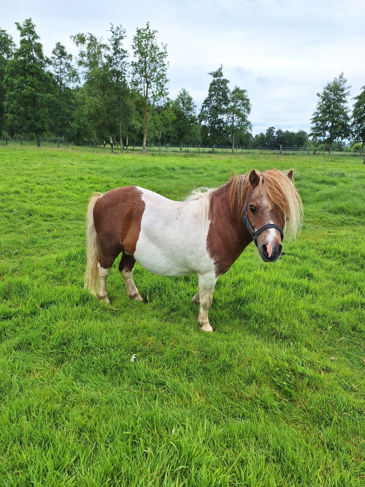 Mooie bonte mini hengst ter dekking, Hengst