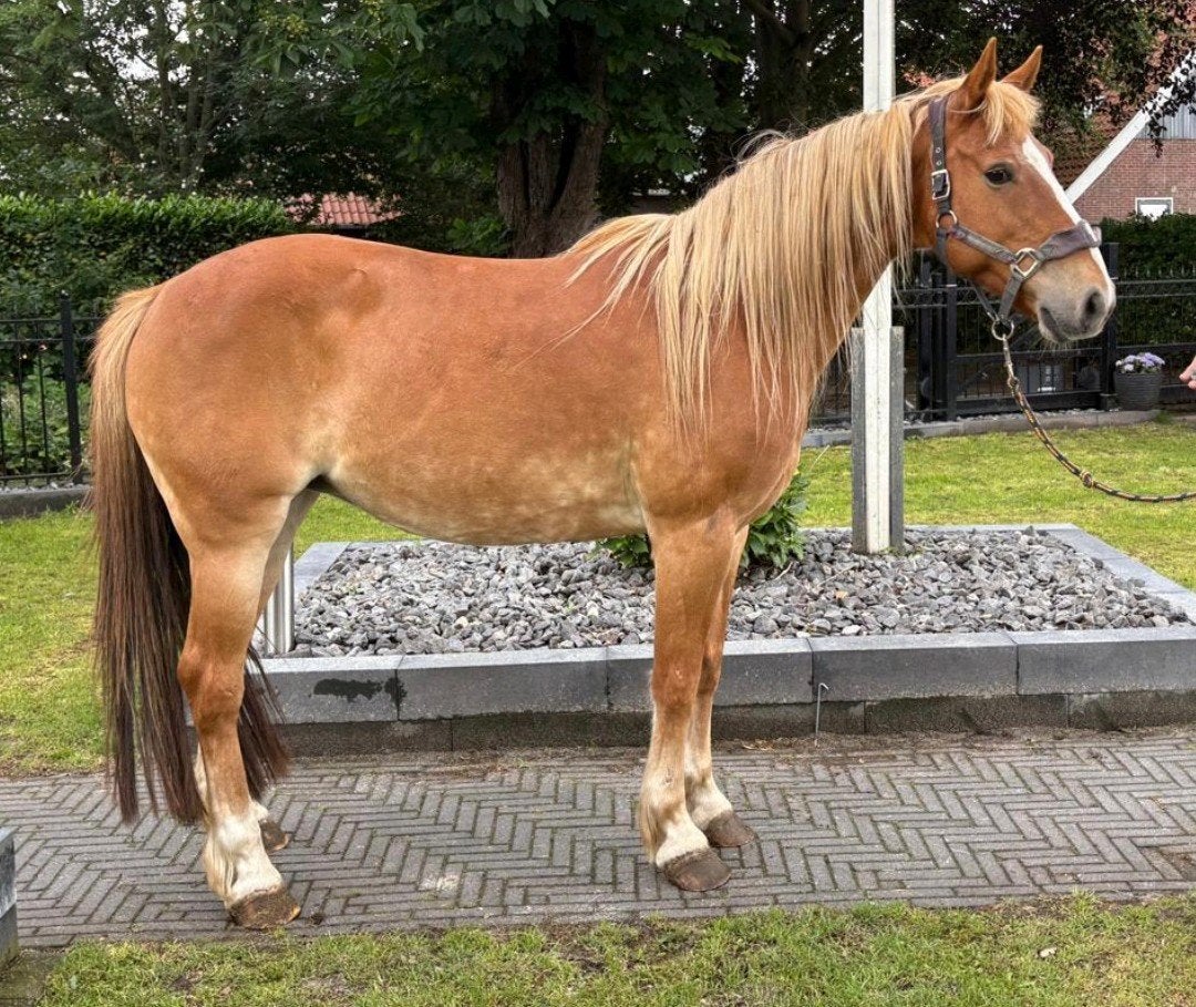 Prachtige 9 jr E pony 1,52 mtr, Dieren en Toebehoren, Pony's, Merrie, B, E pony (1.48m - 1.57m), Recreatiepony, 7 tot 10 jaar