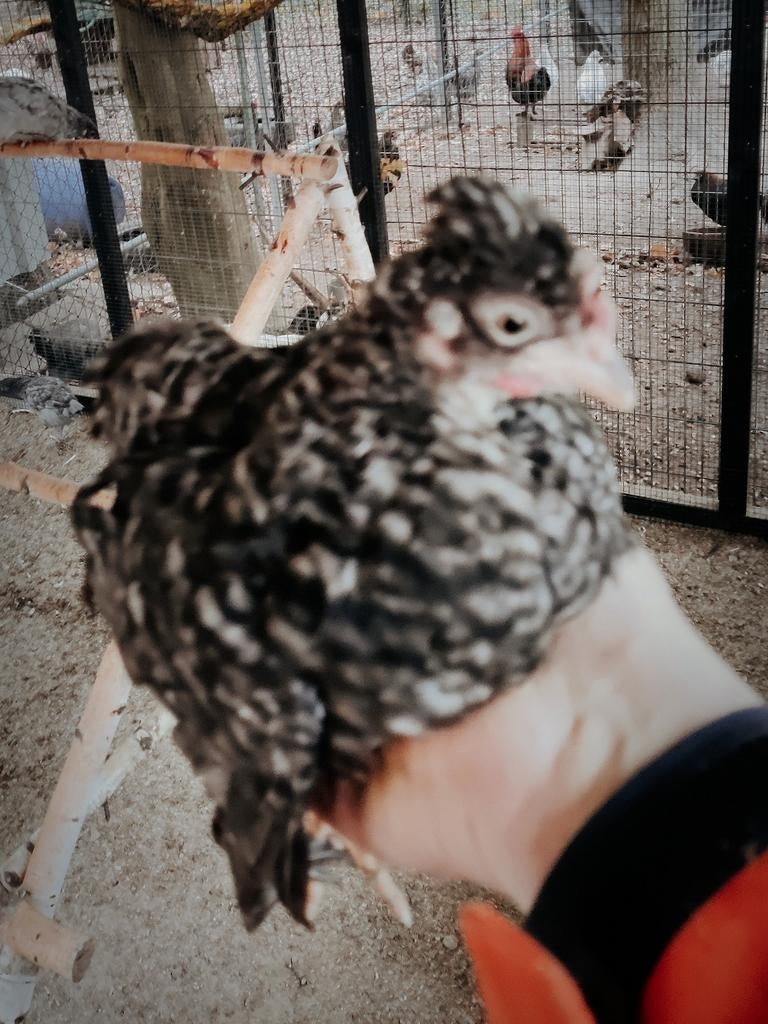 Kuikens te koop  blauwe / groene eieren kippen, Dieren en Toebehoren, Pluimvee, Vrouwelijk, Kip