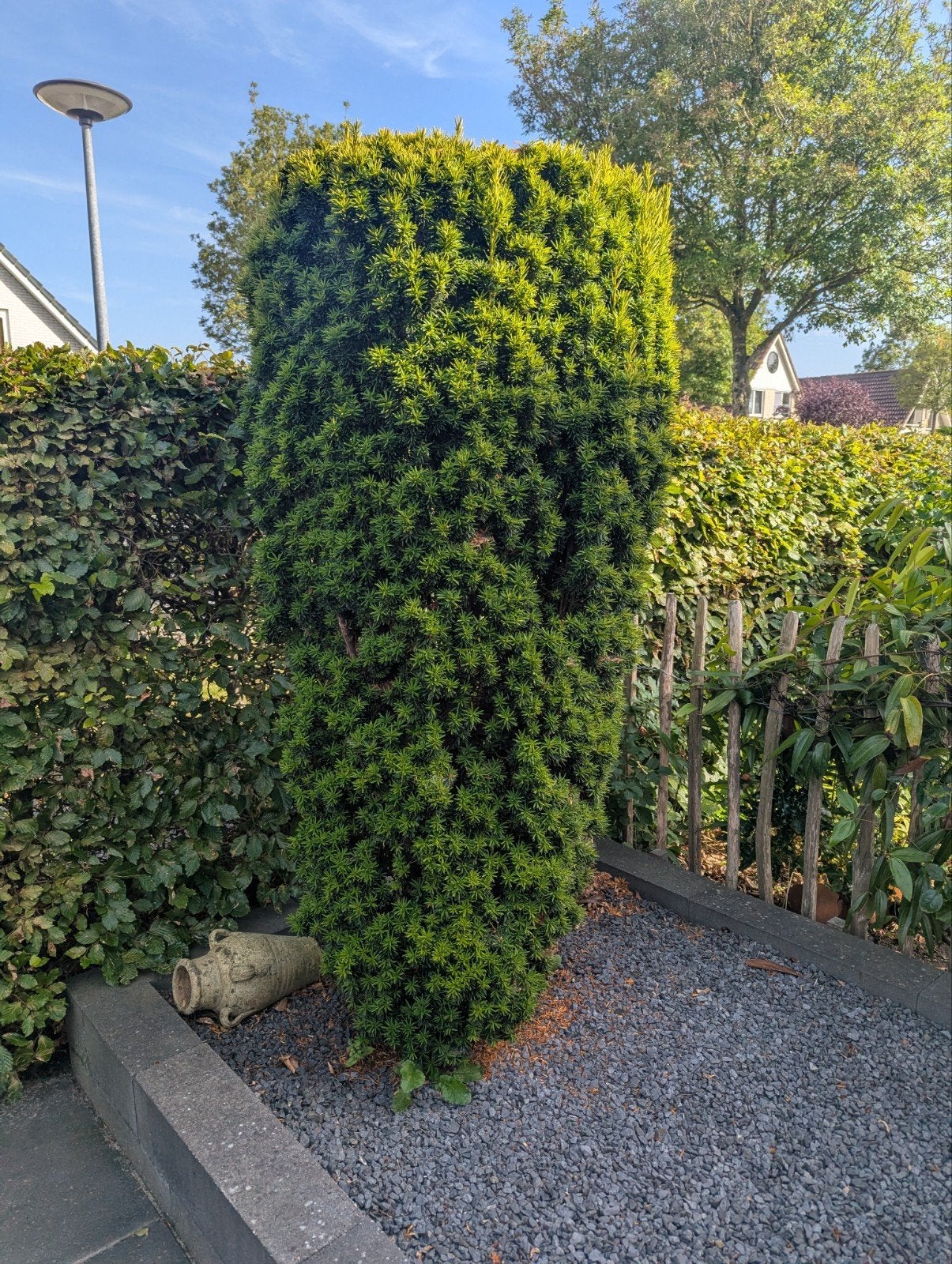 Mooie volle taxus tussen de 1.50 en 2.00 hoog, Ophalen, Taxus, Haag, 100 tot 250 cm