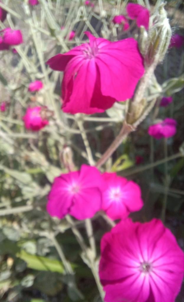 Roze prikneus 4 voor 5 euro, Volle zon, Eenjarig, Zomer, Ophalen