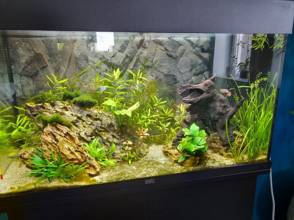 Compleet gevuld Juwel Rio 125 incl CO2 set en onderkast, Dieren en Toebehoren, Ophalen, Inclusief toebehoren, Juwel, Gevuld zoetwateraquarium