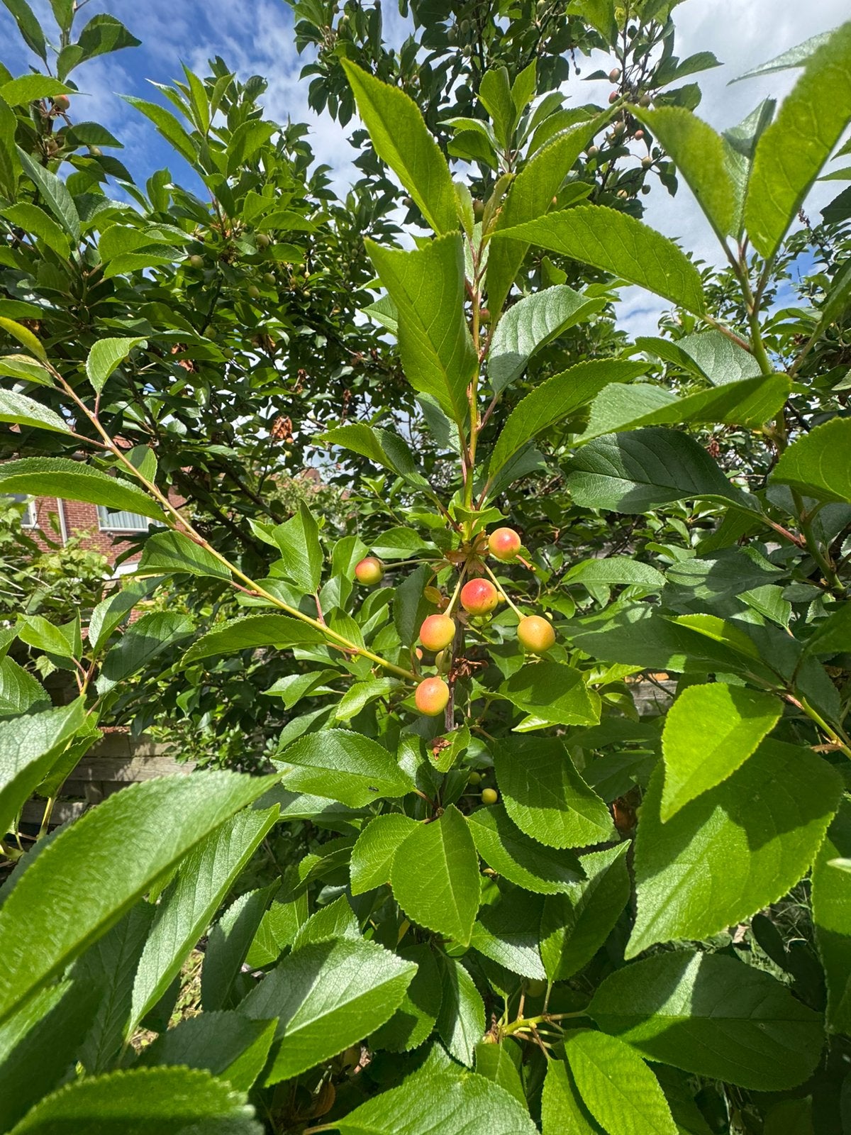 Kersenboom, Ophalen, Lente, Kersenboom, 250 tot 400 cm