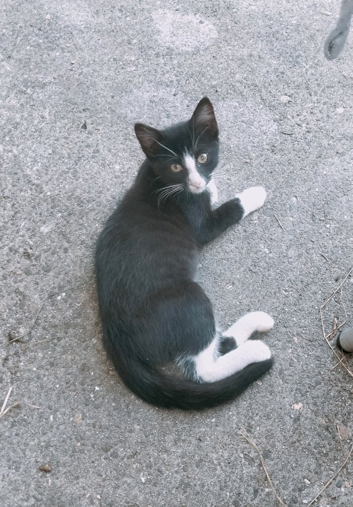 Kitten, Kater, Kortharig, 0 tot 2 jaar