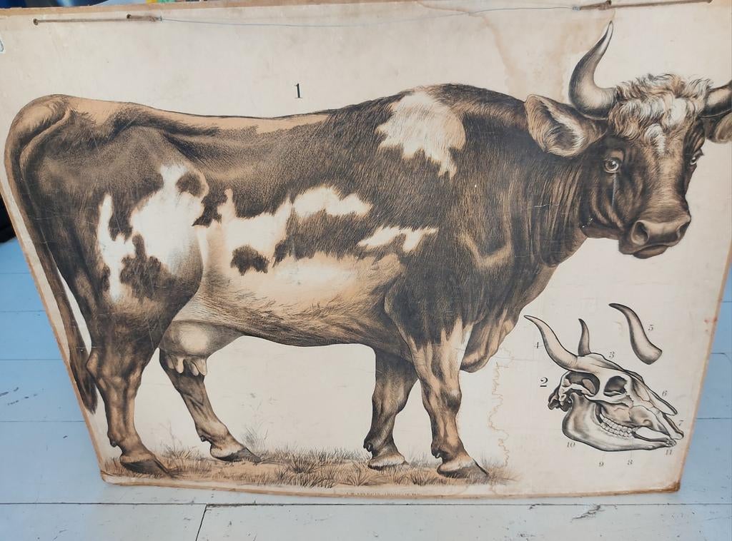 Oude Schoolplaat, Ophalen, Natuur en Biologie