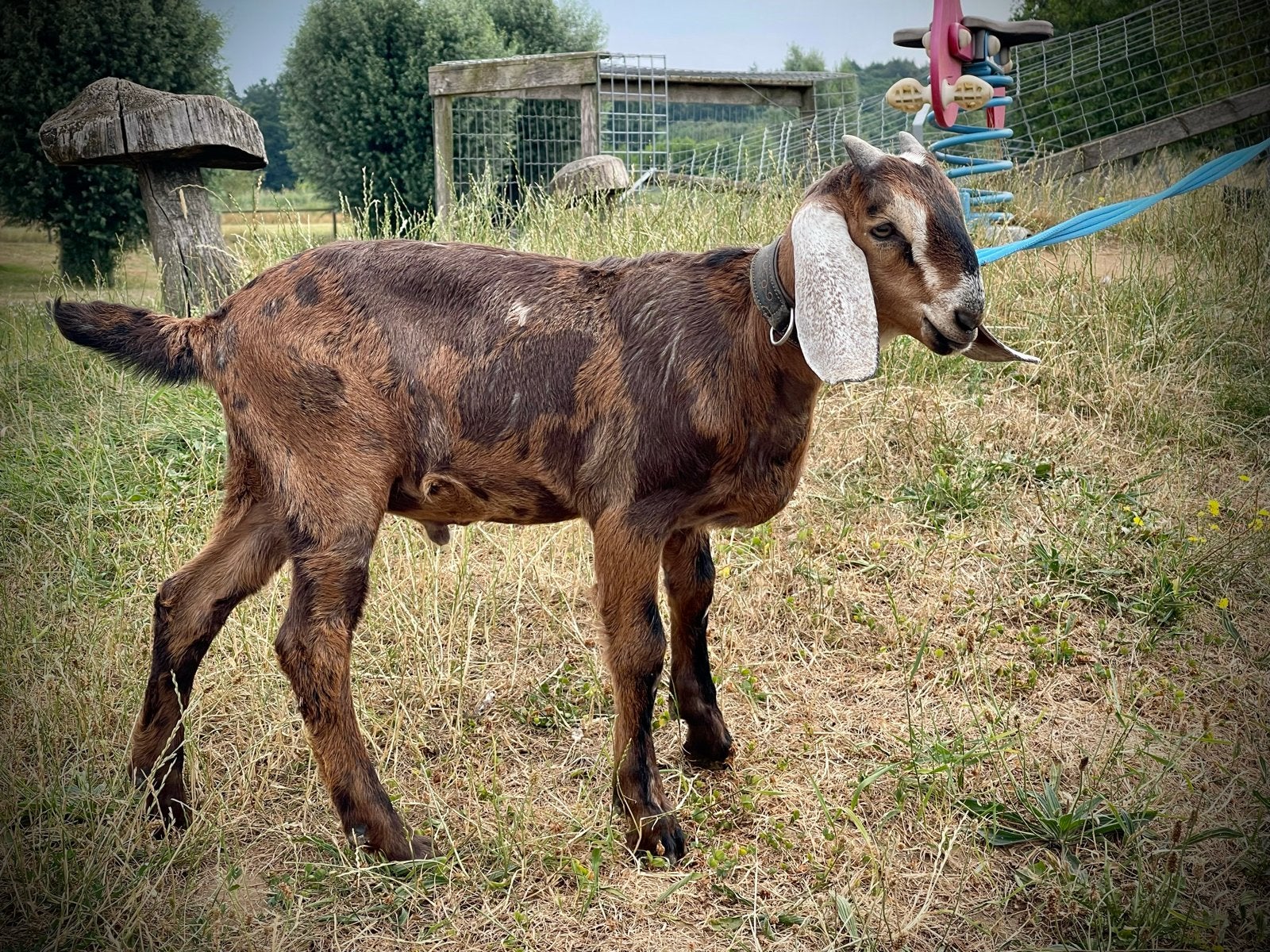 Prachtige Nubische bok van dit jaar., Dieren en Toebehoren, Mannelijk, Geit