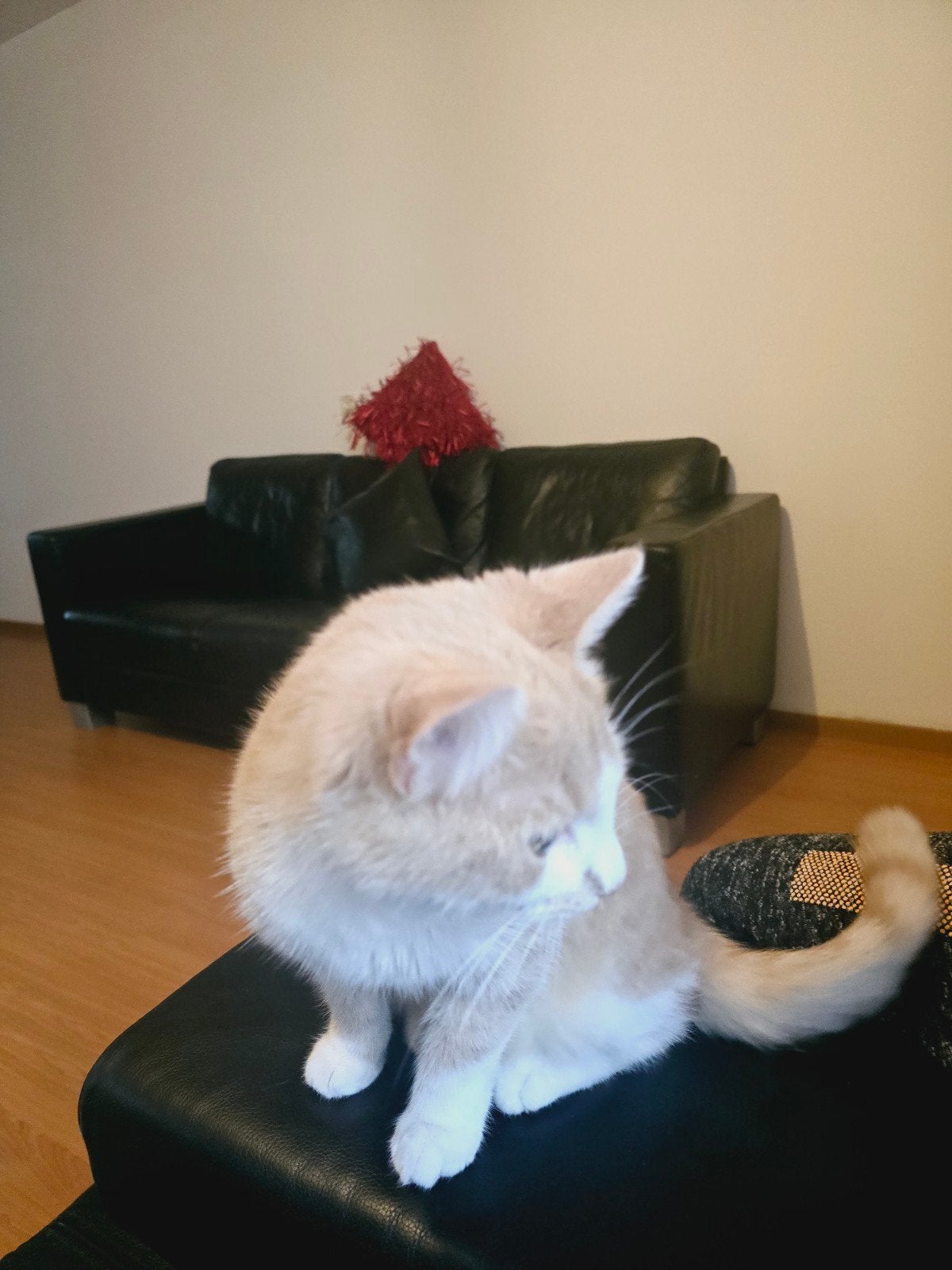 oranje kat heeft nieuwe baasje nodig!!, Dieren en Toebehoren, Kater, Kortharig, 0 tot 2 jaar