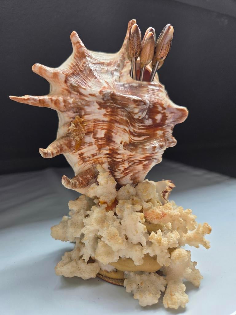 Decoratieve Schelp met Koraal en Prikkers, Gebruikt, Meerkleurig, Overige stijlen, Ophalen of Verzenden