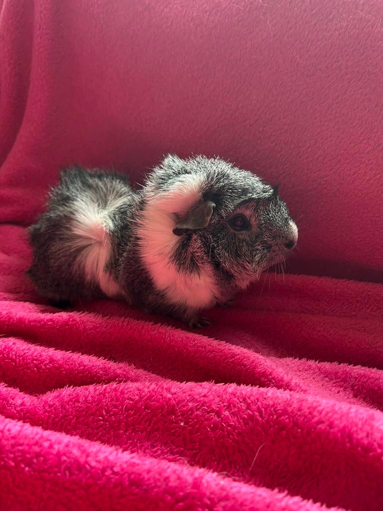 Lief zilver agouti cavia beertje, Cavia, Mannelijk, Juli, Tam