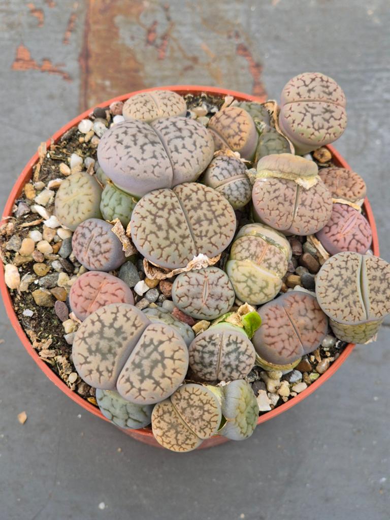 Lithops Levende stenen p8 (2), Huis en Inrichting, Kamerplanten, Ophalen of Verzenden, Halfschaduw, Minder dan 100 cm