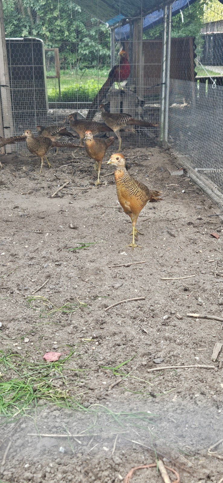 goudfazant hanen, Mannelijk, Tropenvogel, Tam