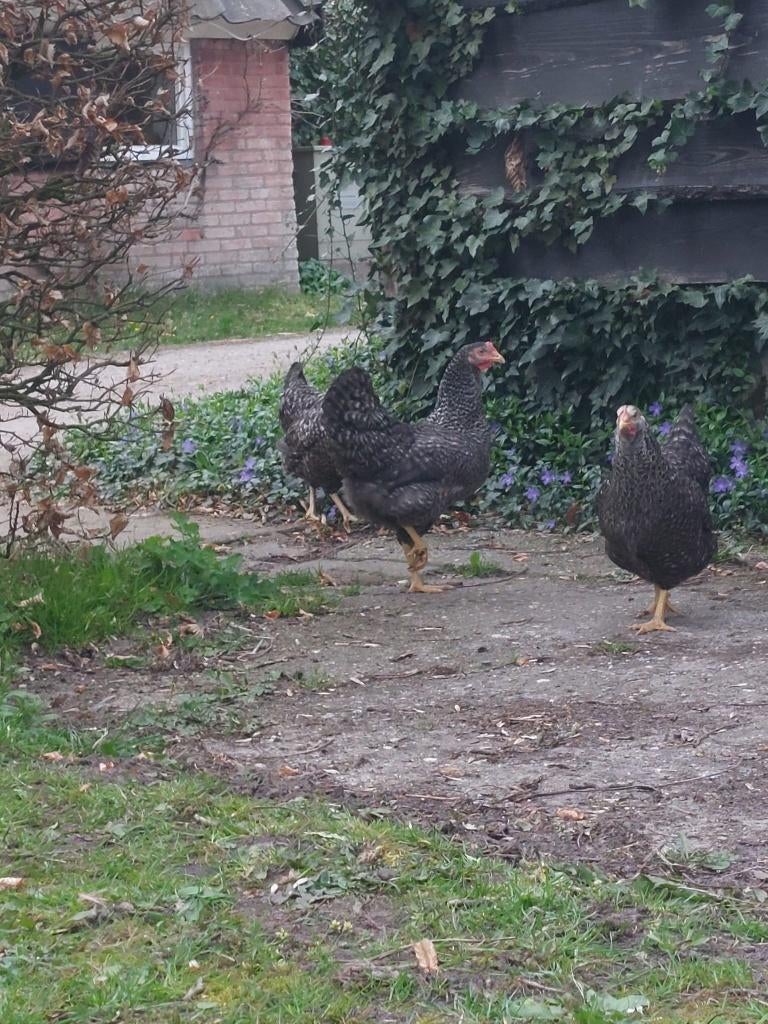 Mechelse Koekoek - Rustige kippen - Leuke uitstraling, Dieren en Toebehoren, Pluimvee, Vrouwelijk, Kip