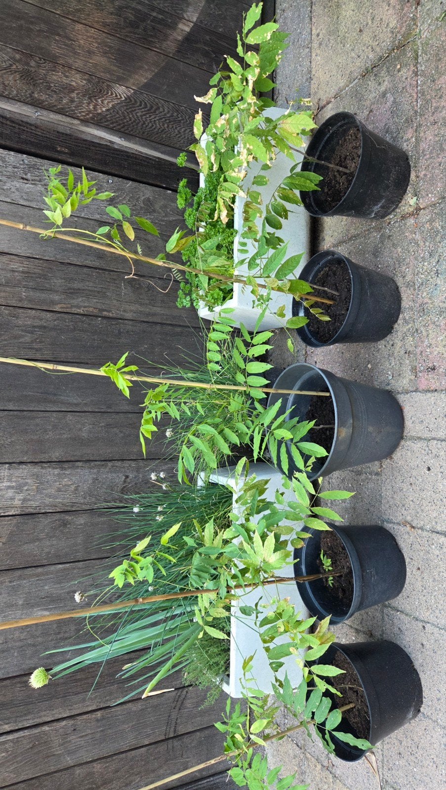 Wisteria planten zaailingen v 1 jaar blauweregen witteregen, Tuin en Terras, Ophalen, Volle zon, Vaste plant, Klimplanten
