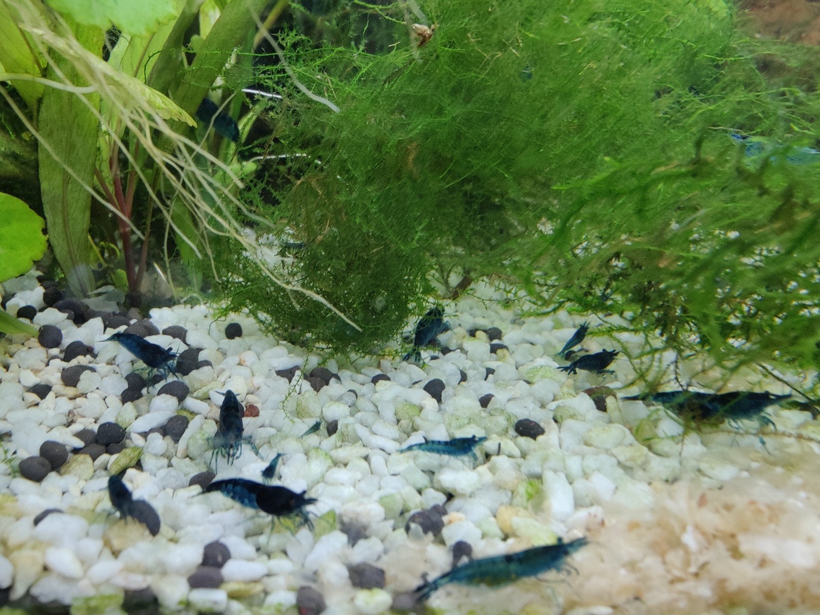 Blue dream neocaridina garnalen 1 euro ps, Dieren en Toebehoren, Vissen | Aquariumvissen, Kreeft, Krab of Garnaal