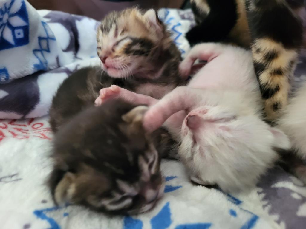 Bengaal kitten, Meerdere dieren