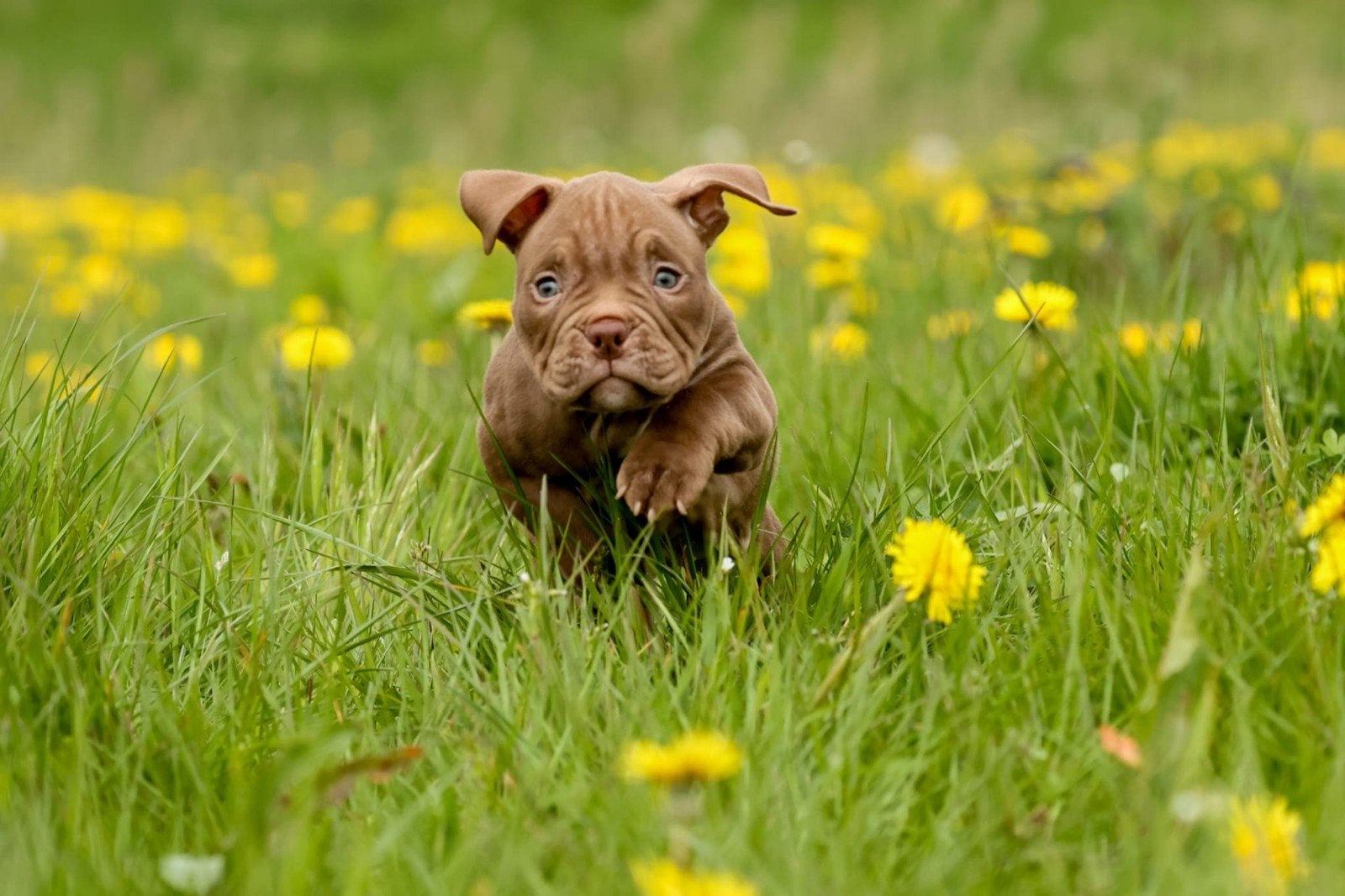 Tekoop 3 prachtige american bully micro 1250€, 8 tot 15 weken, Teef, Bulldog, Meerdere