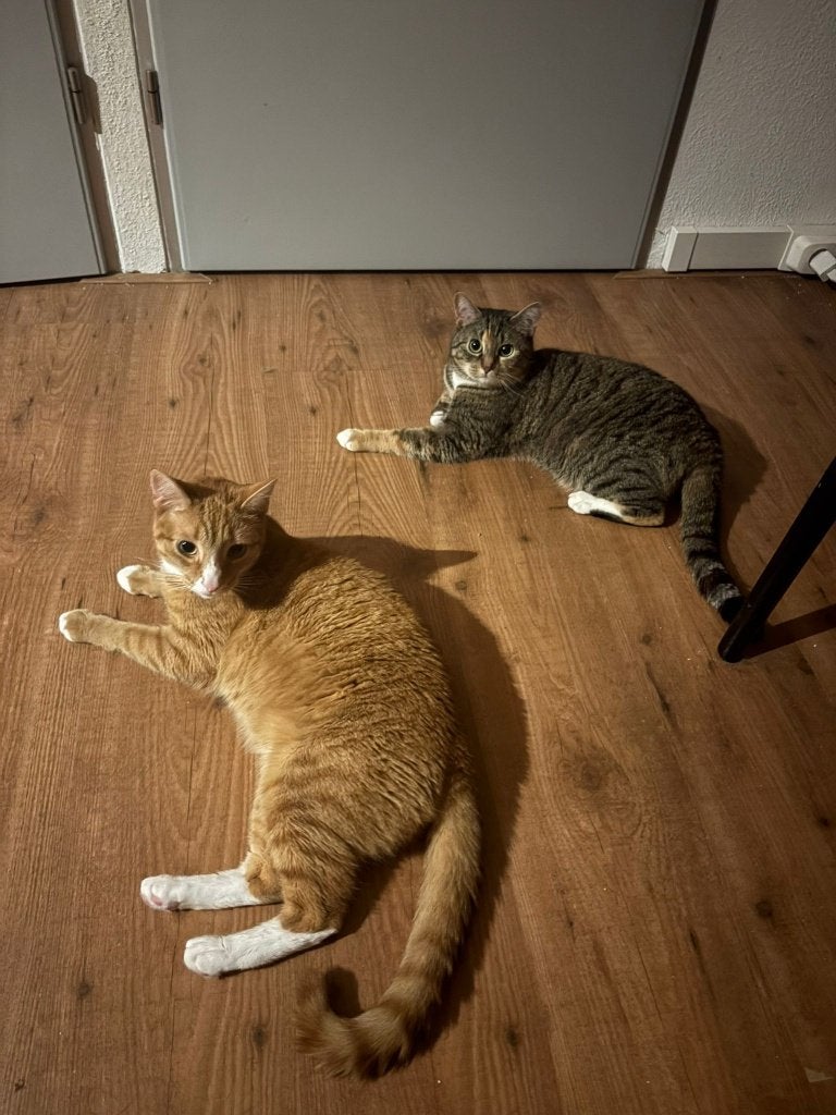 1 orange kater en 1 gekleurde poes, Kater, Gechipt, 3 tot 5 jaar