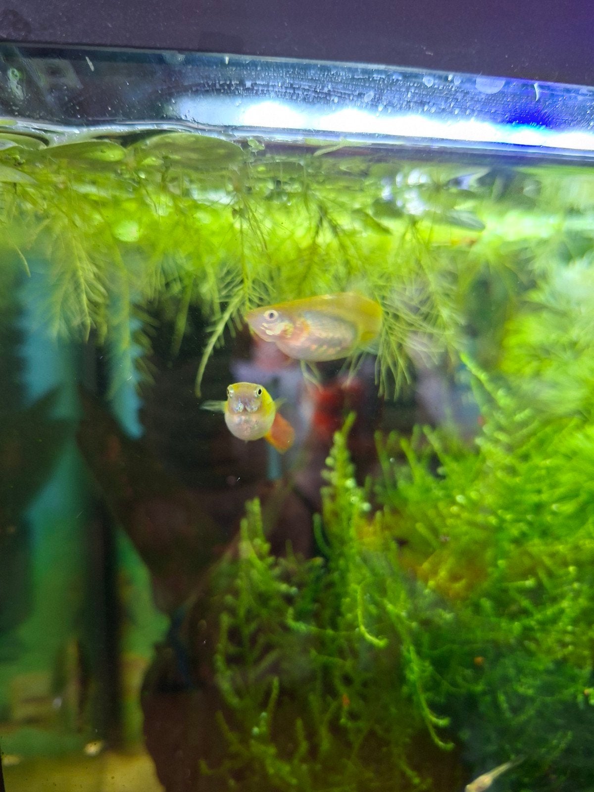 Gratis guppys, Dieren en Toebehoren, Ophalen, Plant(en), Steen of Hout