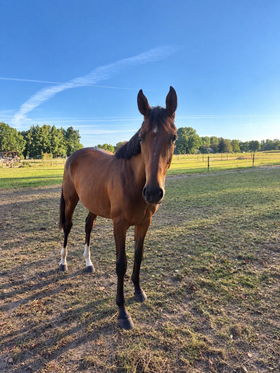 Te koop: Vaya strona, Merrie, Springpaard, Met stamboom, 0 tot 2 jaar