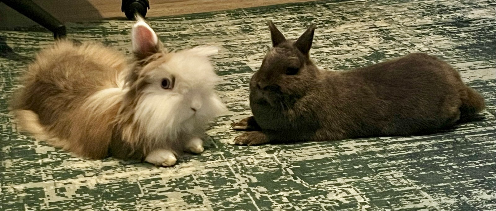 Dwergkonijnen twee, Dieren en Toebehoren, Vrouwelijk, Dwerg, 0 tot 2 jaar