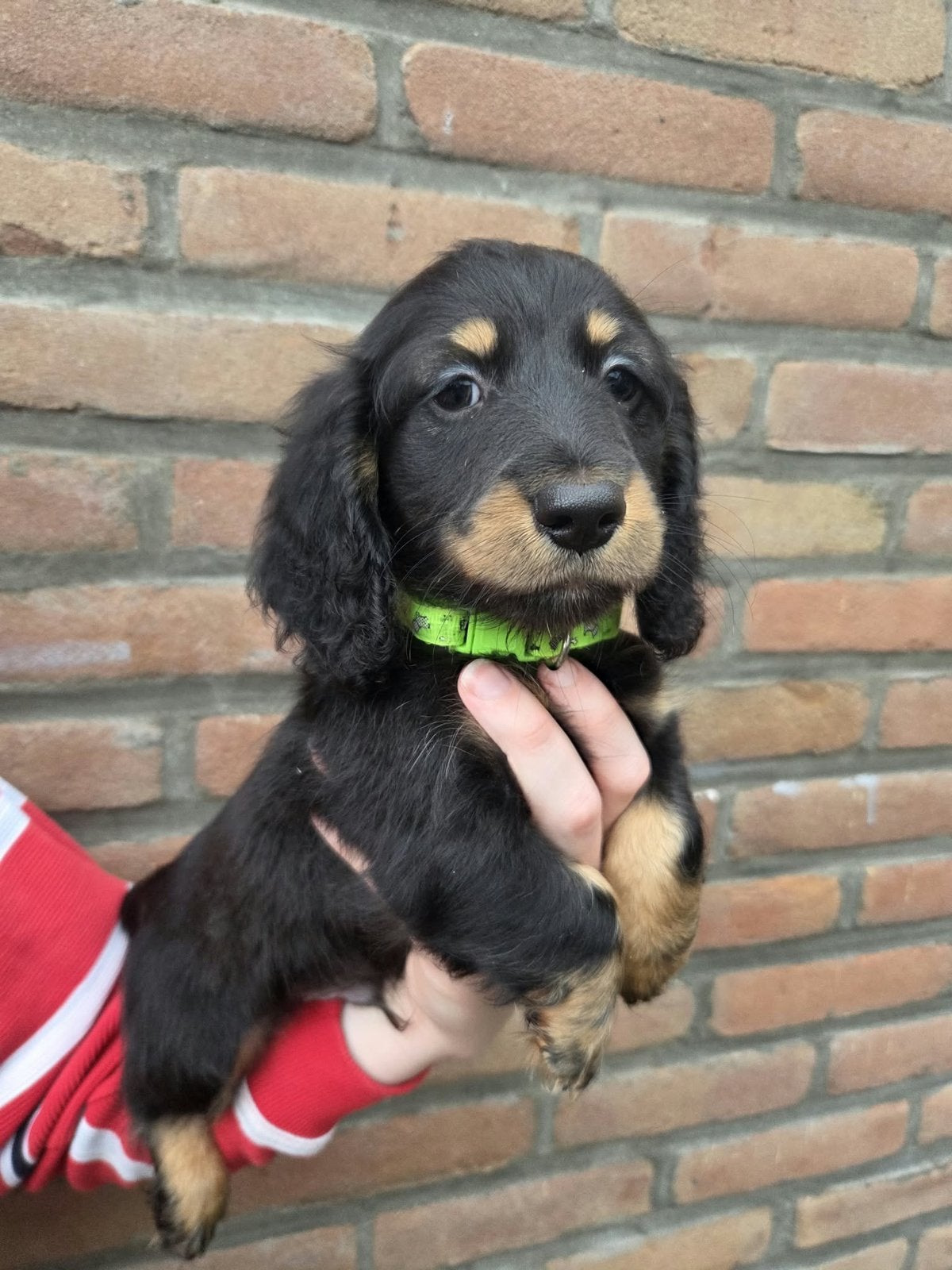 2 Langharige Dwerg Teckel Pups 9 week oud, 8 tot 15 weken, CDV (hondenziekte), Dwerg, Langhaar