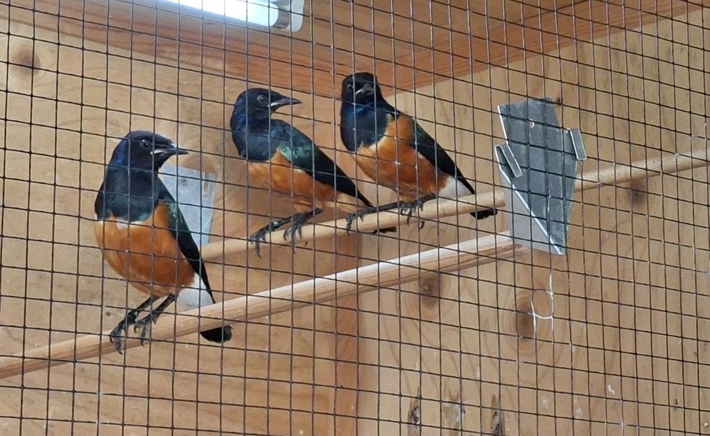 vogels, Dieren en Toebehoren, Meerdere dieren, Tropenvogel, Geringd