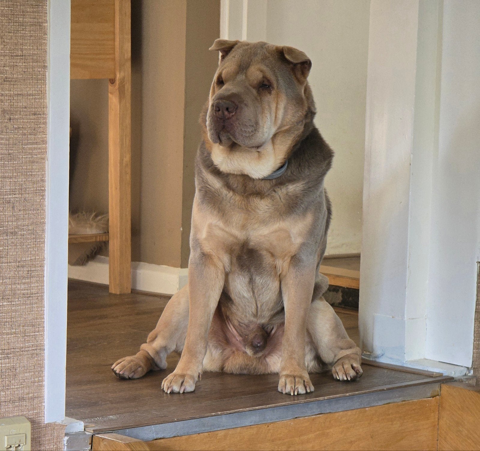 sharpei, Dieren en Toebehoren, Reu, Bulldog, Eén hond, 3 tot 5 jaar
