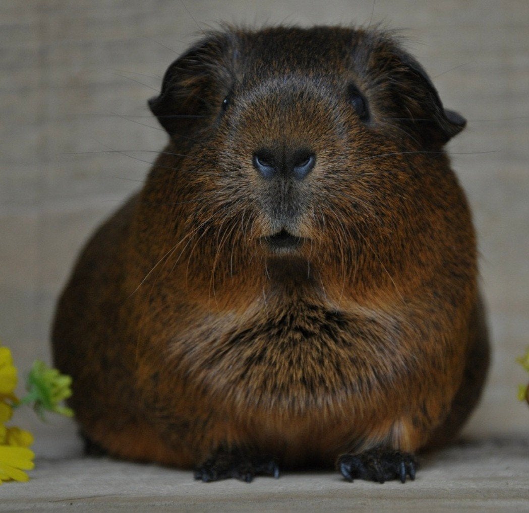 gezocht goud agouti of zwart, Januari, Vrouwelijk, Cavia